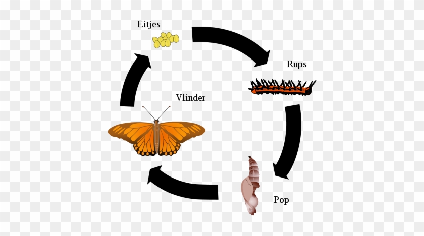 424px-gulf Fritillary Life Cycle Nl - Life Cycle Of Silkmoth #925287