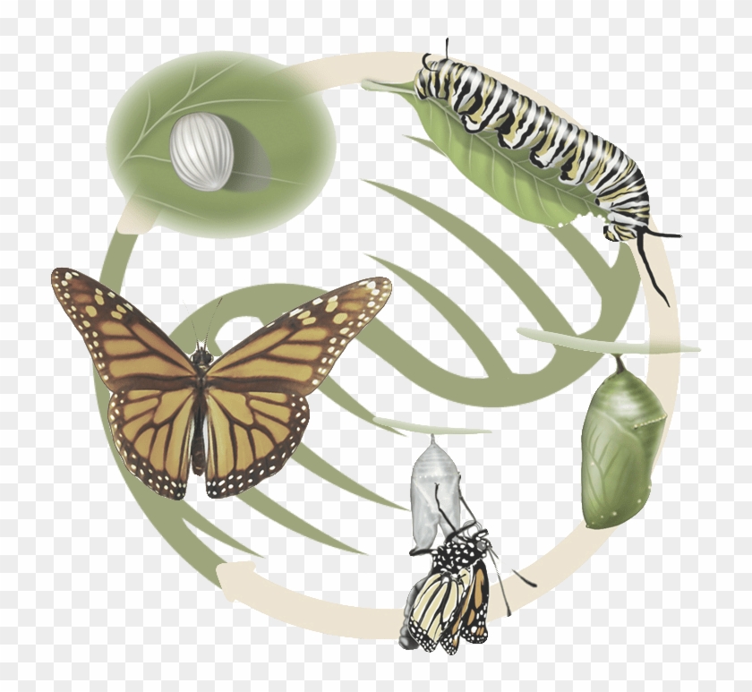 Life Cycle Of A Butterfly #925293