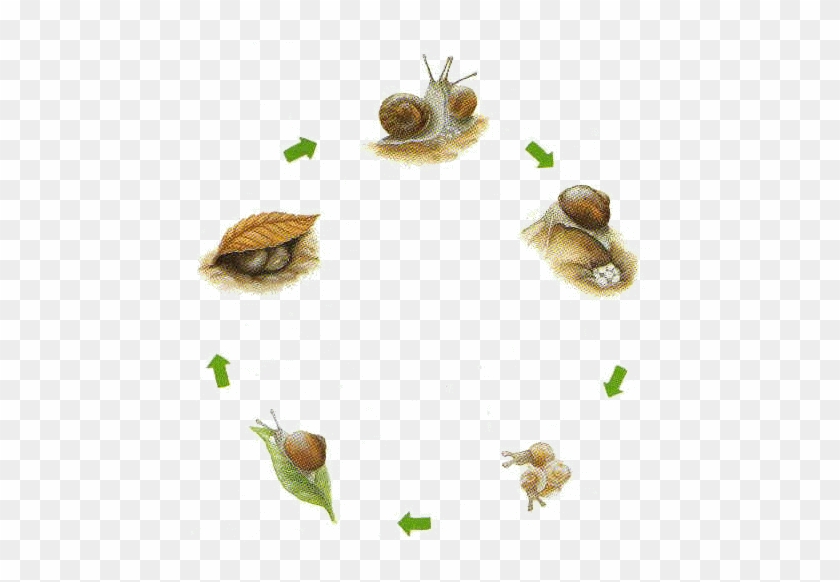 Life Cycle Of Snail #925300