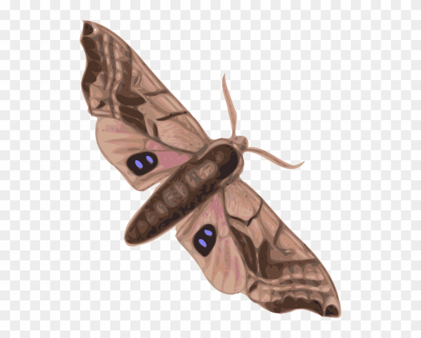 Moth Clipart #925309