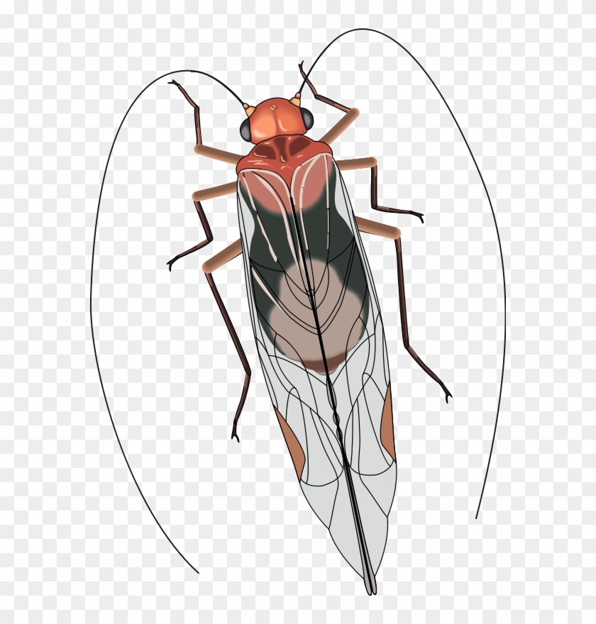 Free Vector Insect - Insect With Long Antennae And Wings #925554