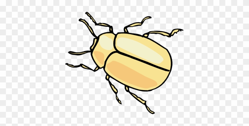 Drawn Insect Beetle - Draw A Beetle Insect #925561
