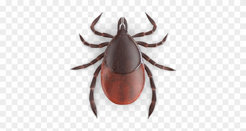 Tick Vs Bed Bug #925565