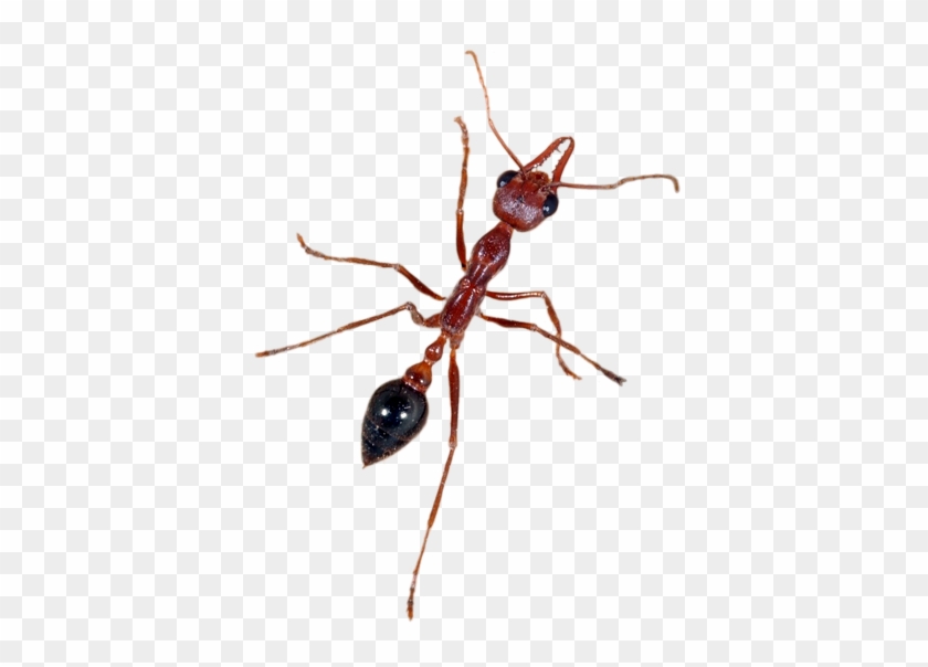 Ant - Carpenter Ant #925574