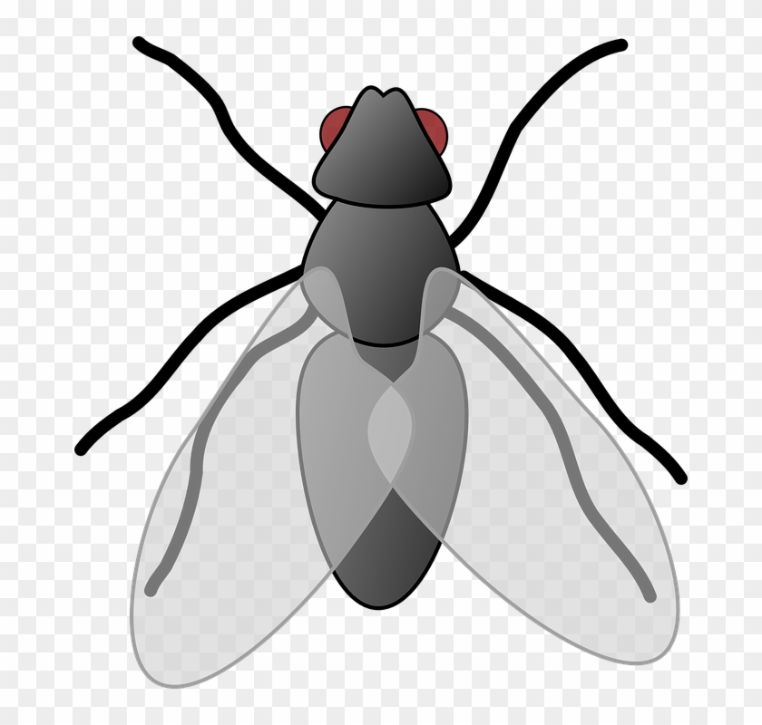 Cute Insect Cliparts 28, Buy Clip Art - Flies Clip Art #925577