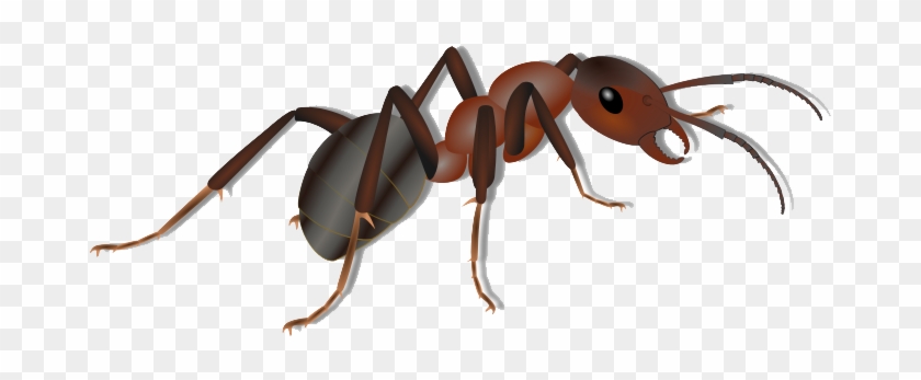 Ants Clipart Insect - Ant Clipart Png #925593
