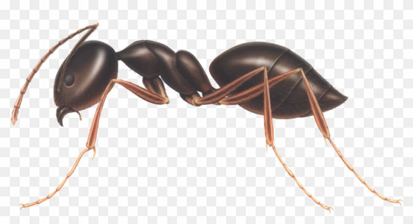 Ants - Ant #925606