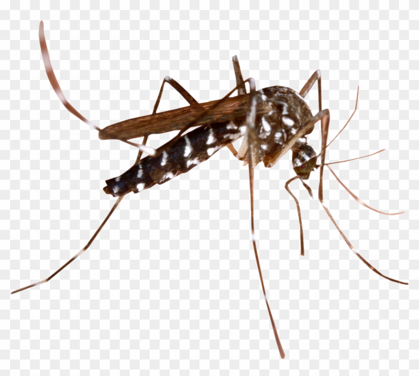 Mosquito Png Transparent Image - Mosquito Png #925612