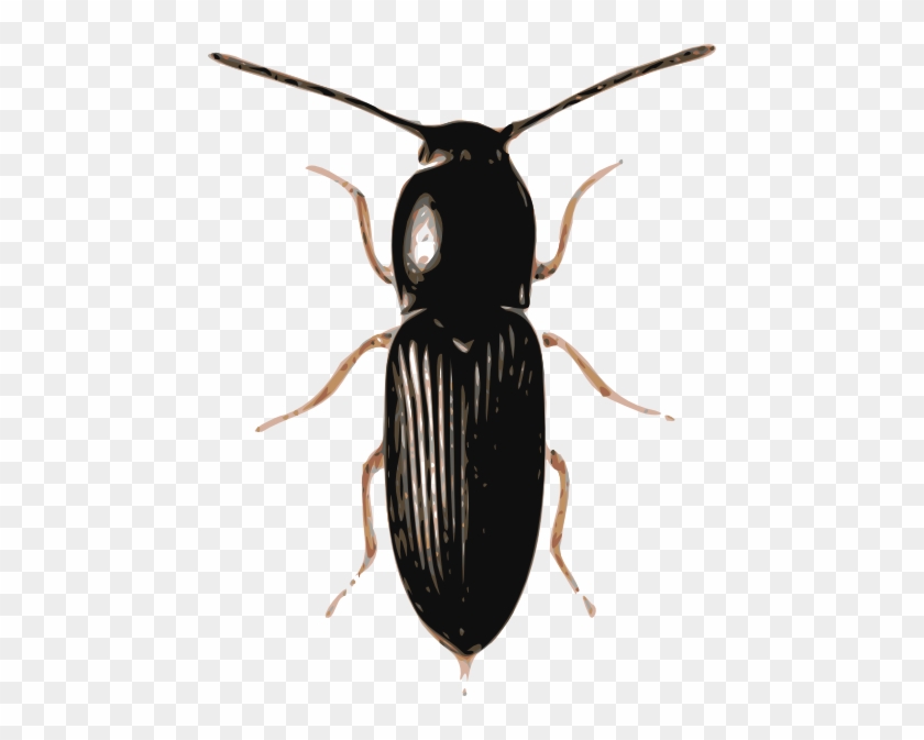 Beetle Png #925617