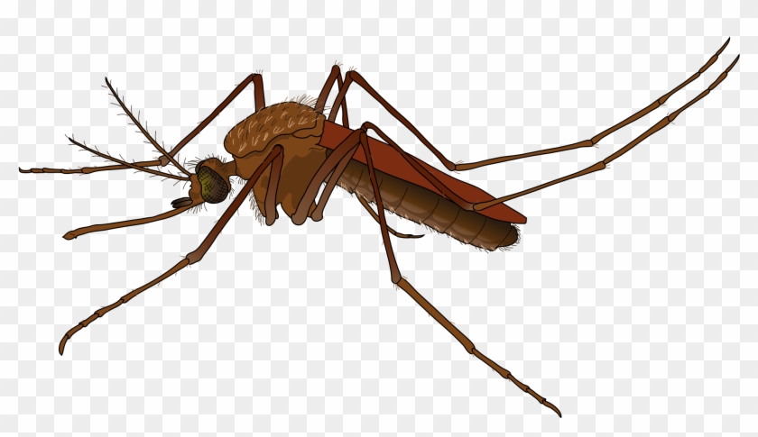 Mosquito Female - Source - Https - //commons - Wikimedia - Male Vs Female Mosquito #925628