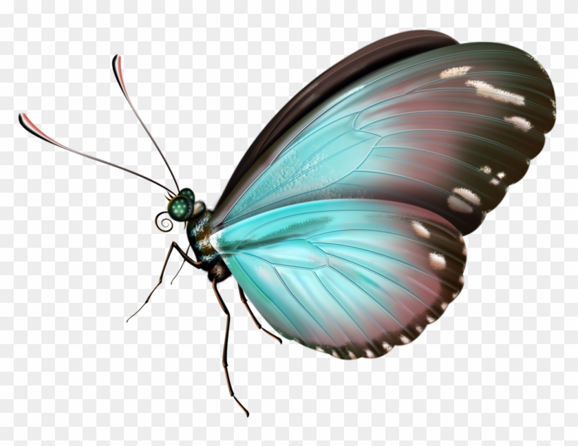 Butterfly #925685