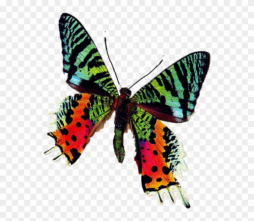 Бабочки Для Украшения - Obraz Na Skle - Motýl (6) #925710
