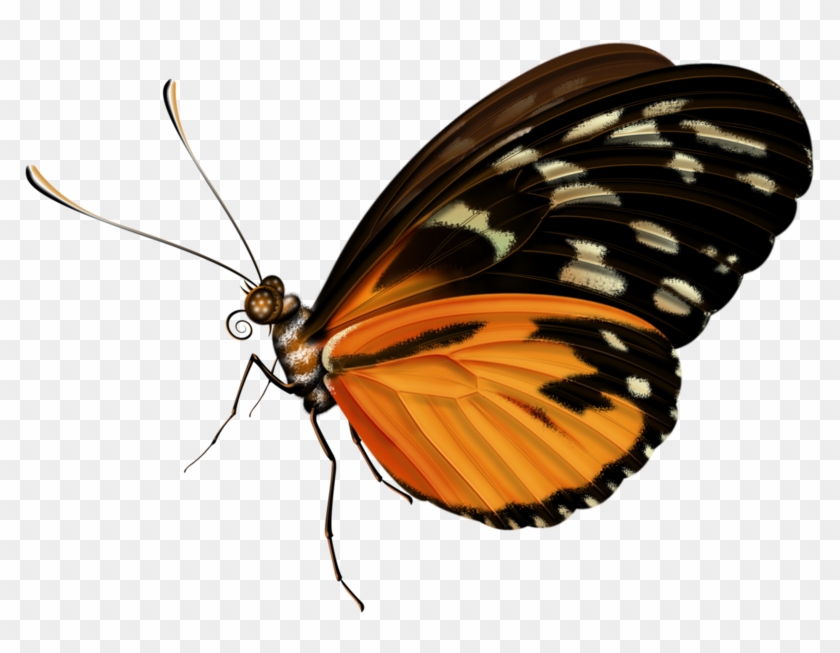Butterflies And Moths #925784
