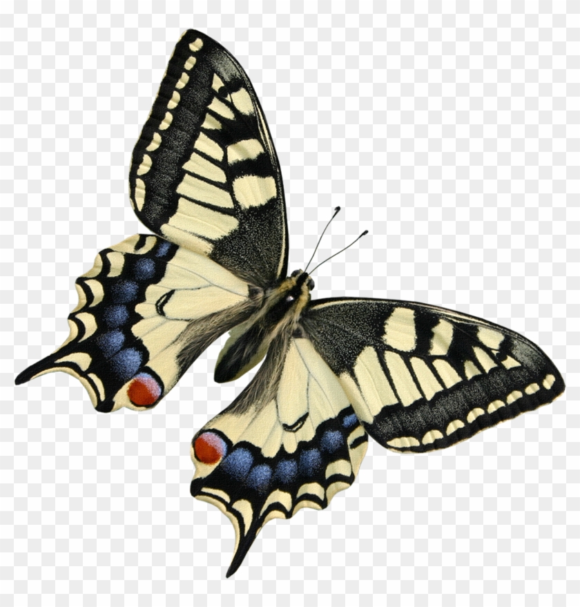 Http - //li-web - Ru/ - Beautiful Butterflies Transparent Background #925797