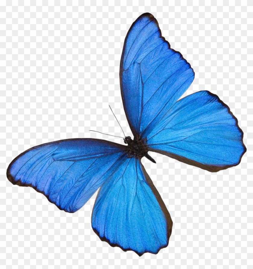 Blue Butterfly - Things That Has Color Blue #925793