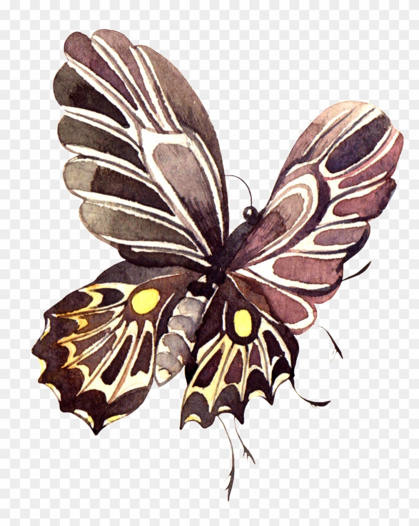 Hand-painted Dark Brown Butterfly Png Transparent Material - Cartoon #925882