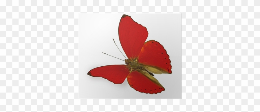 Red Butterfly In Flight Poster • Pixers® • We Live - Blood-red Glider #925901