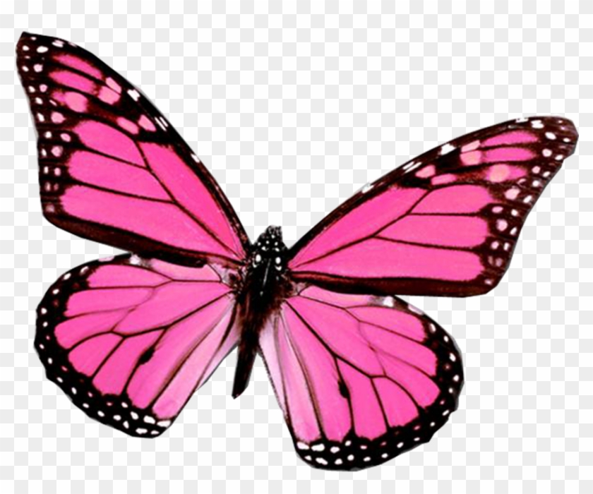 Butterflies Are Free - Pink Butterfly #925972