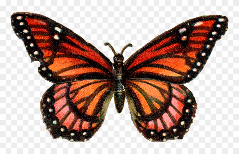 Бабочки - Png - - ♥ Creative Nn - Блог Альбины Рассеиной - Orange Pink Butterfly Mug #926062