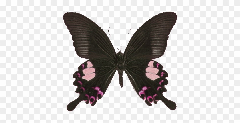 سكرابز فراشات بدون تحميل Butterfly - Goth Butterfly Transparent #926146