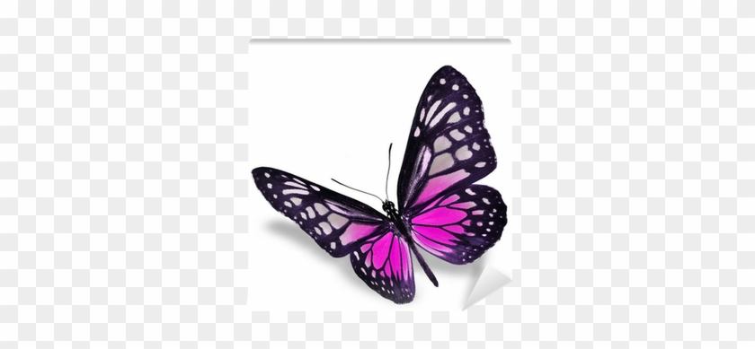 pink flying butterfly clipart