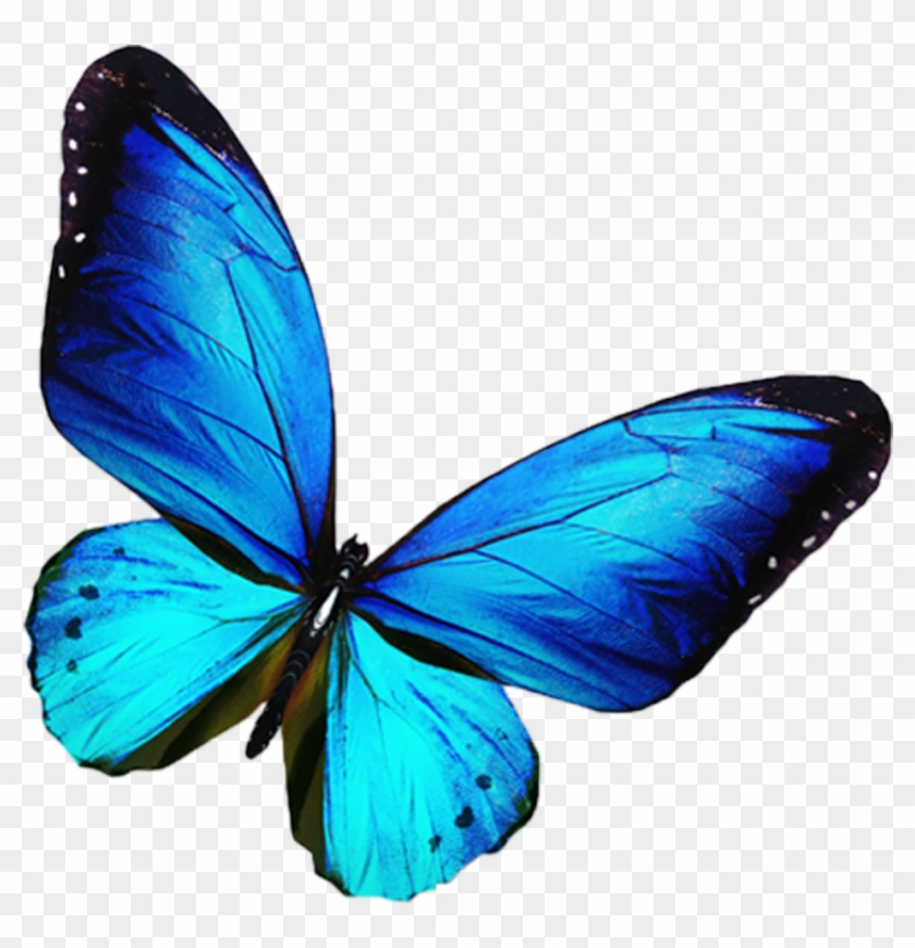 Mariposa De La Fotografía De Stock Azul, Ilustración - Blue Purple Butterfly #926273