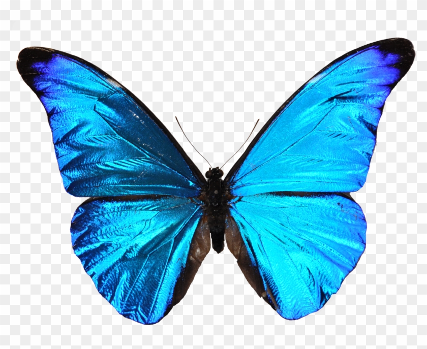 Blue Butterfly - Blue Butterfly #926321