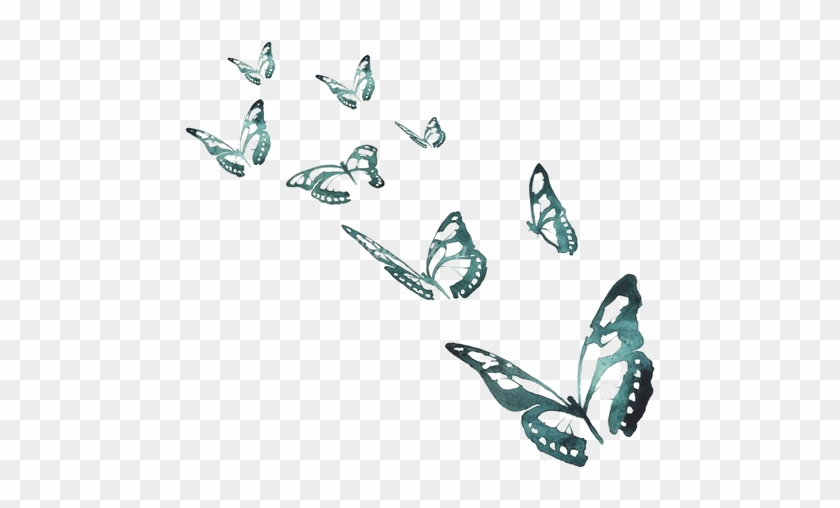 Butterfly - Butterflies And Moths #926514