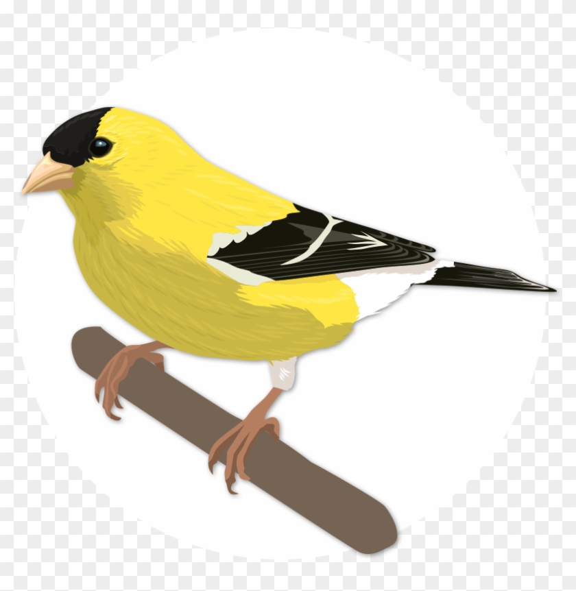 Theodore Roosevelt Clipart Bird - American Goldfinch #926532
