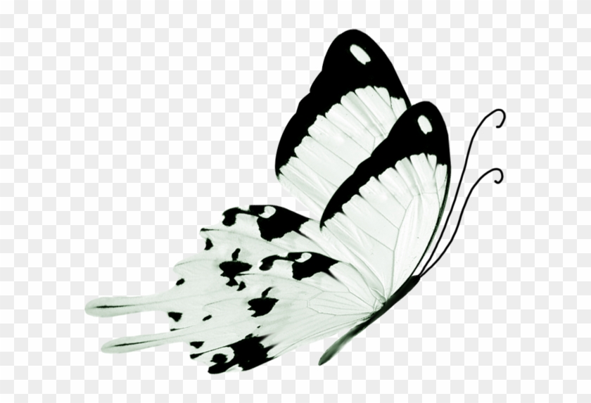 Black And White Butterfly #926585