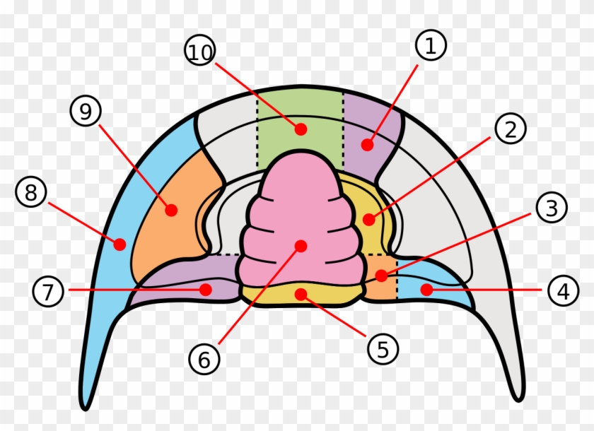 Trilobite Cephalon Areas Numbered - Occipital Ring Trilobite #926733