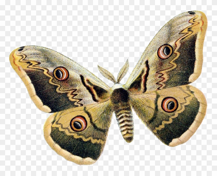 Scrapbooking - Moth Png #926846