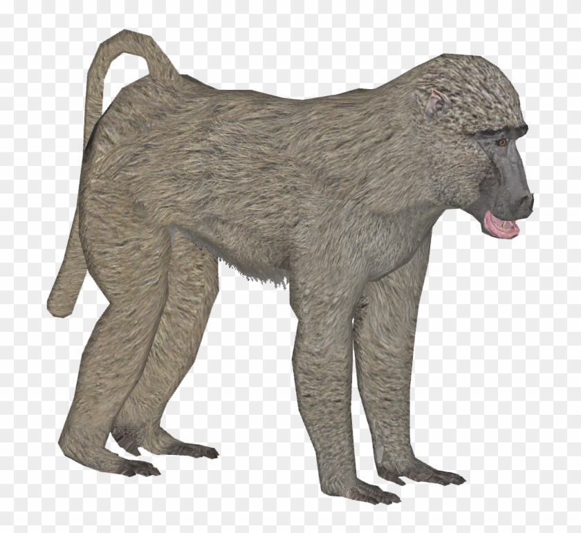 Olive Baboon F - Punxsutawney Phil #927427