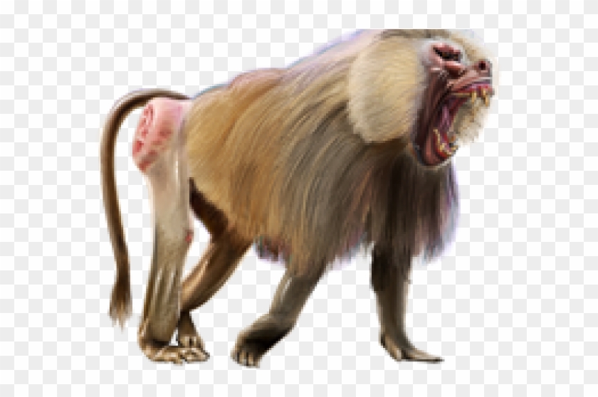 Baboon Png Transparent Images - Baboon #927448