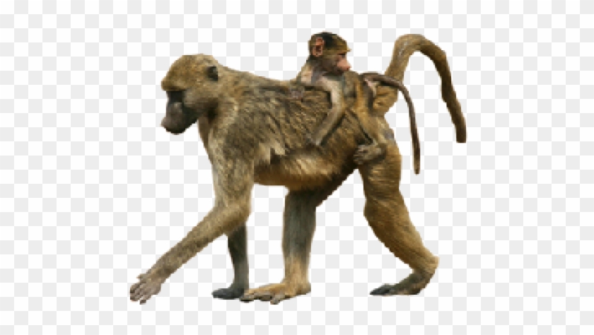 Baboon Png Transparent Images - Transparency #927450