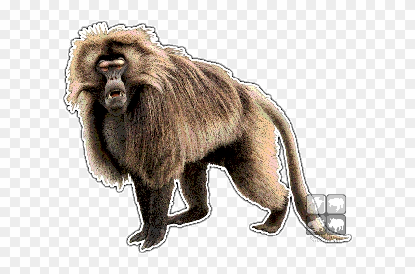 Baboon Png Photo - Dungeons And Dragons Baboon #927455