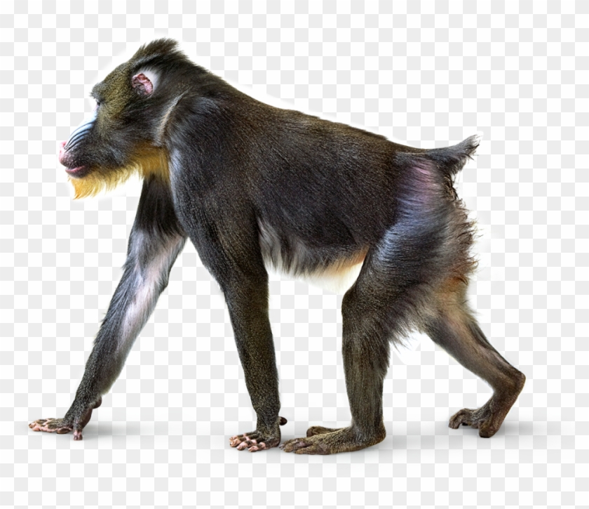 Baboon Png Image Background - Really Cool Activity Book (dk) #927473