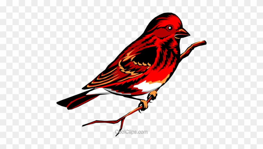 Purple Finch Royalty Free Vector Clip Art Illustration - Pajaritos #927472