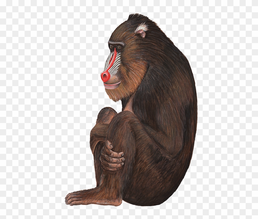 Baboon Png - Baboon Png #927479