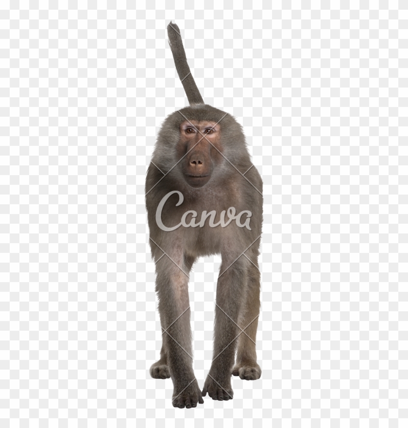 Portrait Of Baboon, Simia Hamadryas - Baboons #927480