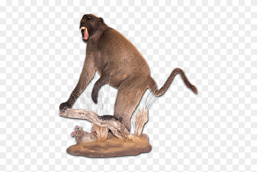 This Baboon Has A Really Nice Ass
