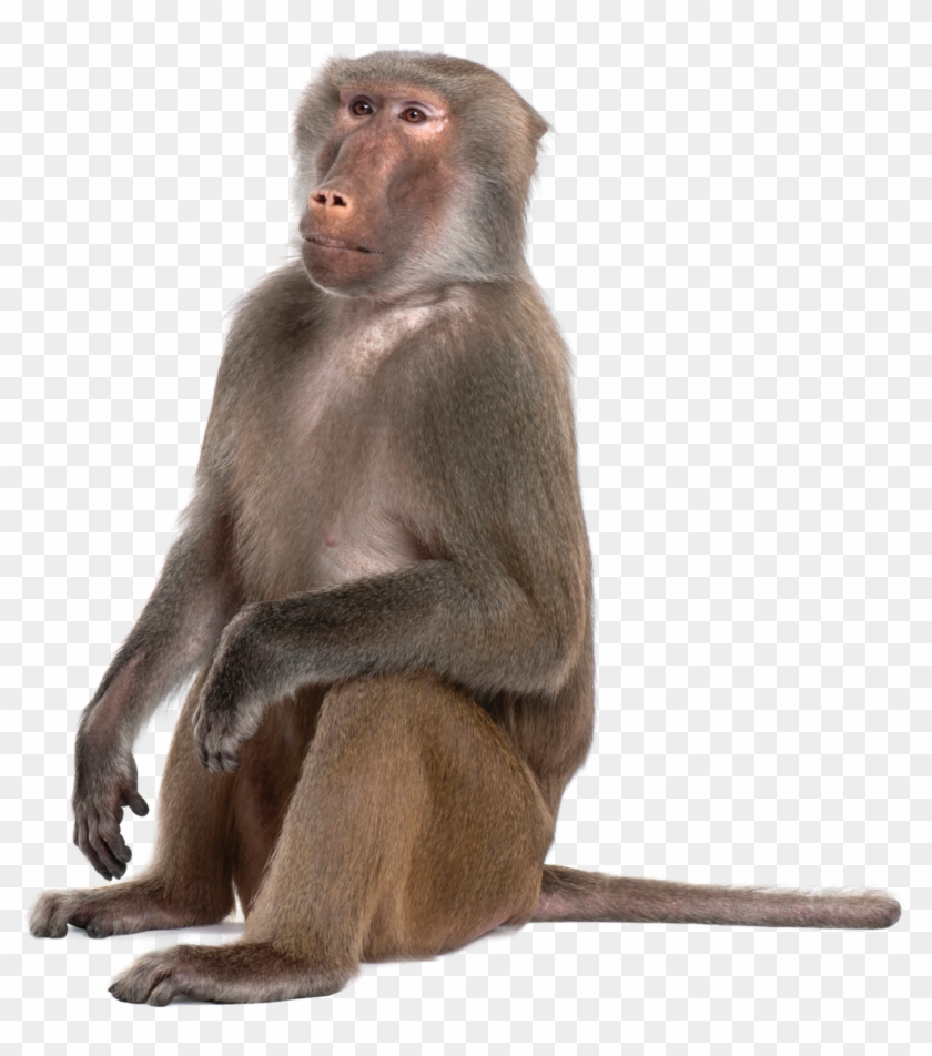 Click Here - Monkey Png #927518