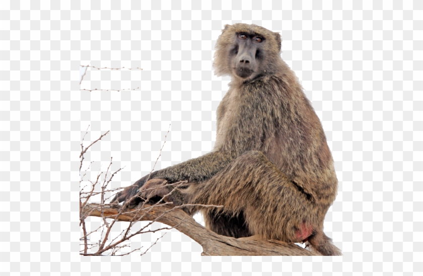 Baboon Png Transparent Images - Clip Art #927549