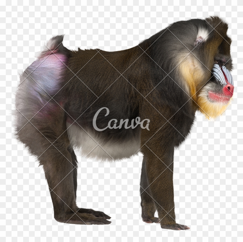 Mandrill, Mandrillus Sphinx - Use Canva Like A Pro #927593