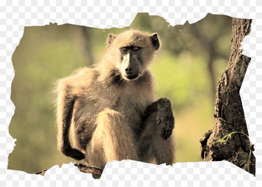 Planning Your Safari Trip - Baboon #927601
