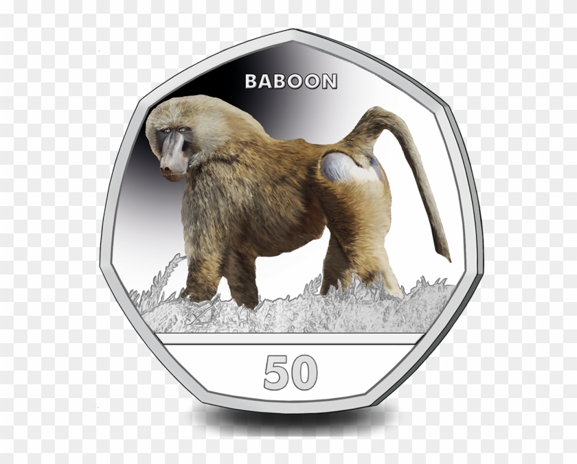 The Baboon Is Now Available To Pre-order On Our Website - Baboons #927606