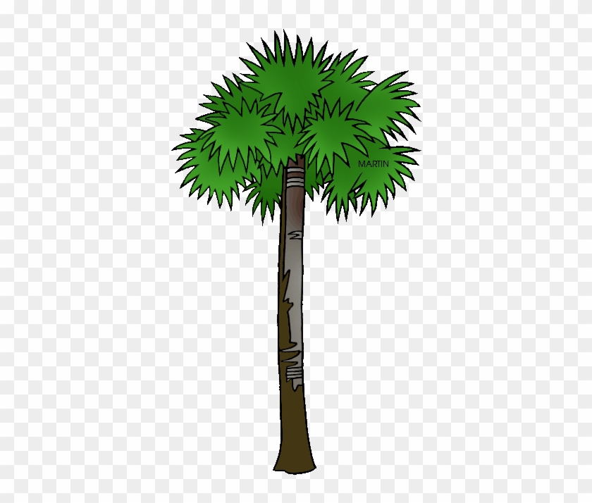 Vector South Carolina Palmetto Tree - South Carolina State Tree #927771