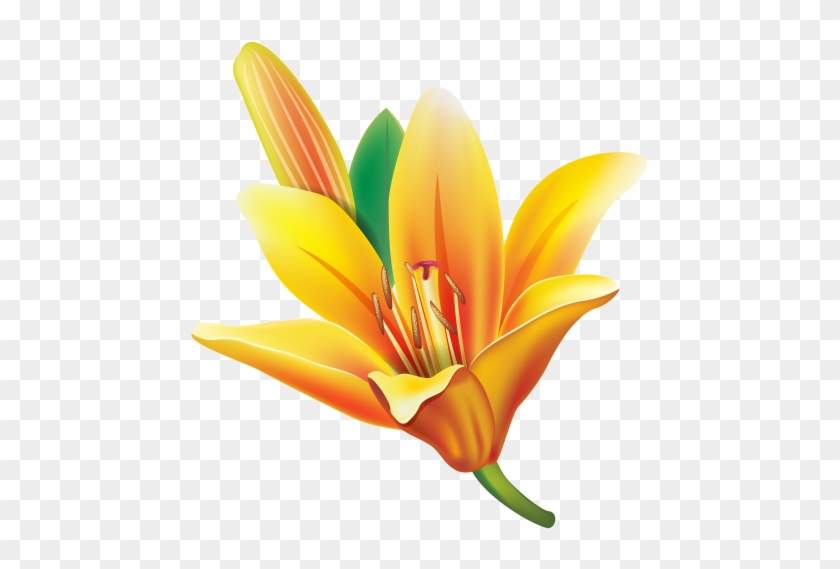 Yellow Lily Flower Png Clipart - Lily Flower Png #928231
