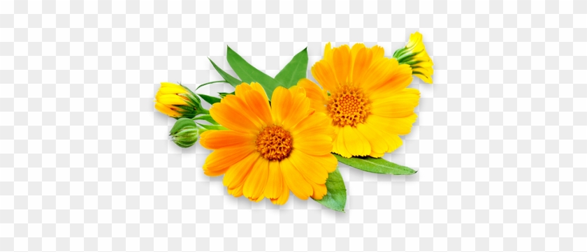 Our Flower Services 3 Orange Blooms With Greenery - Calendula Flower #928262