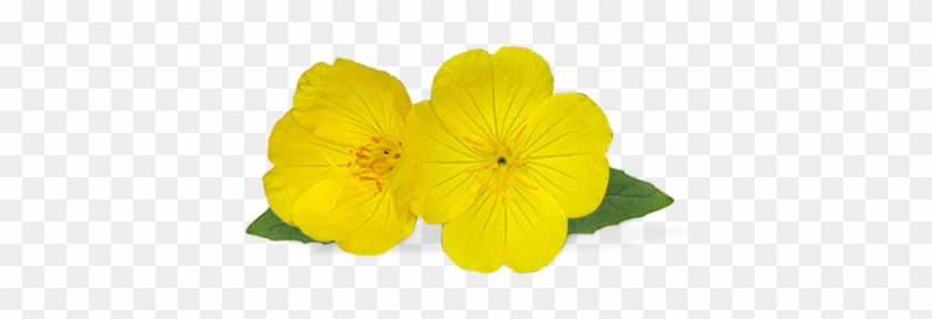 Evening Primrose Is More Than Just A Pretty Yellow - Evening Primrose Flower Png #928290